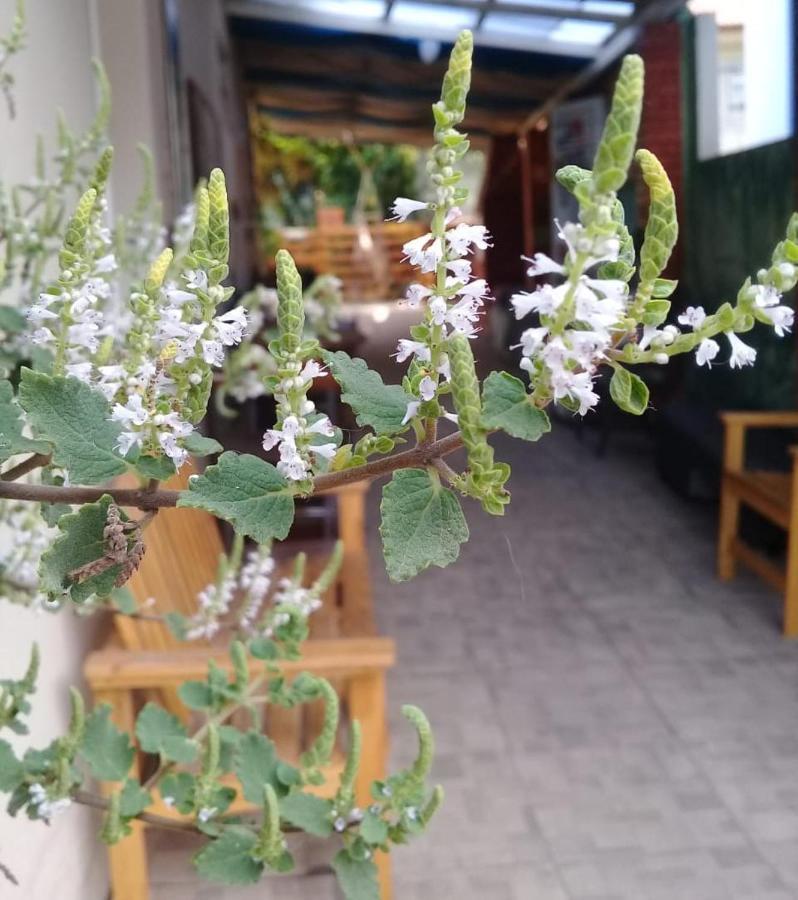 Hostel Nossa Casa Florianópolis المظهر الخارجي الصورة